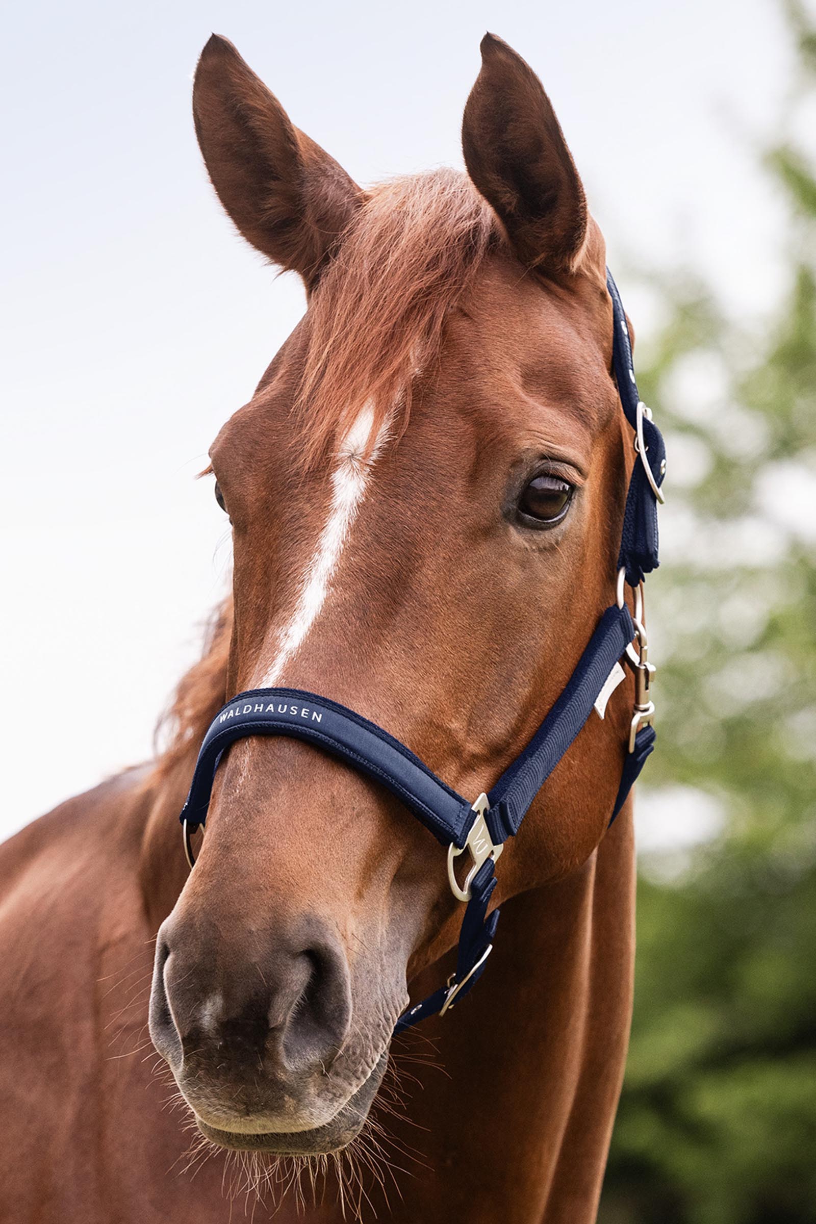 Waldhausen Athletic Grime