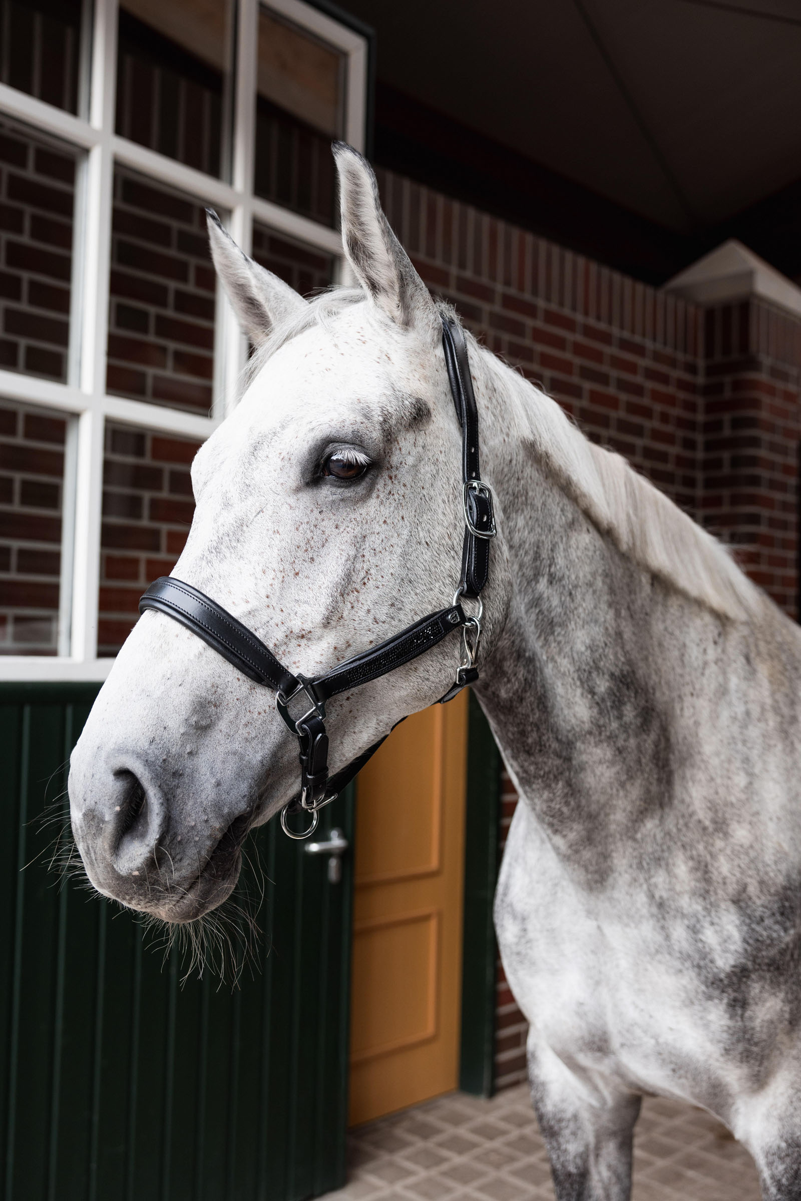 Horze Delémont Lædergrime