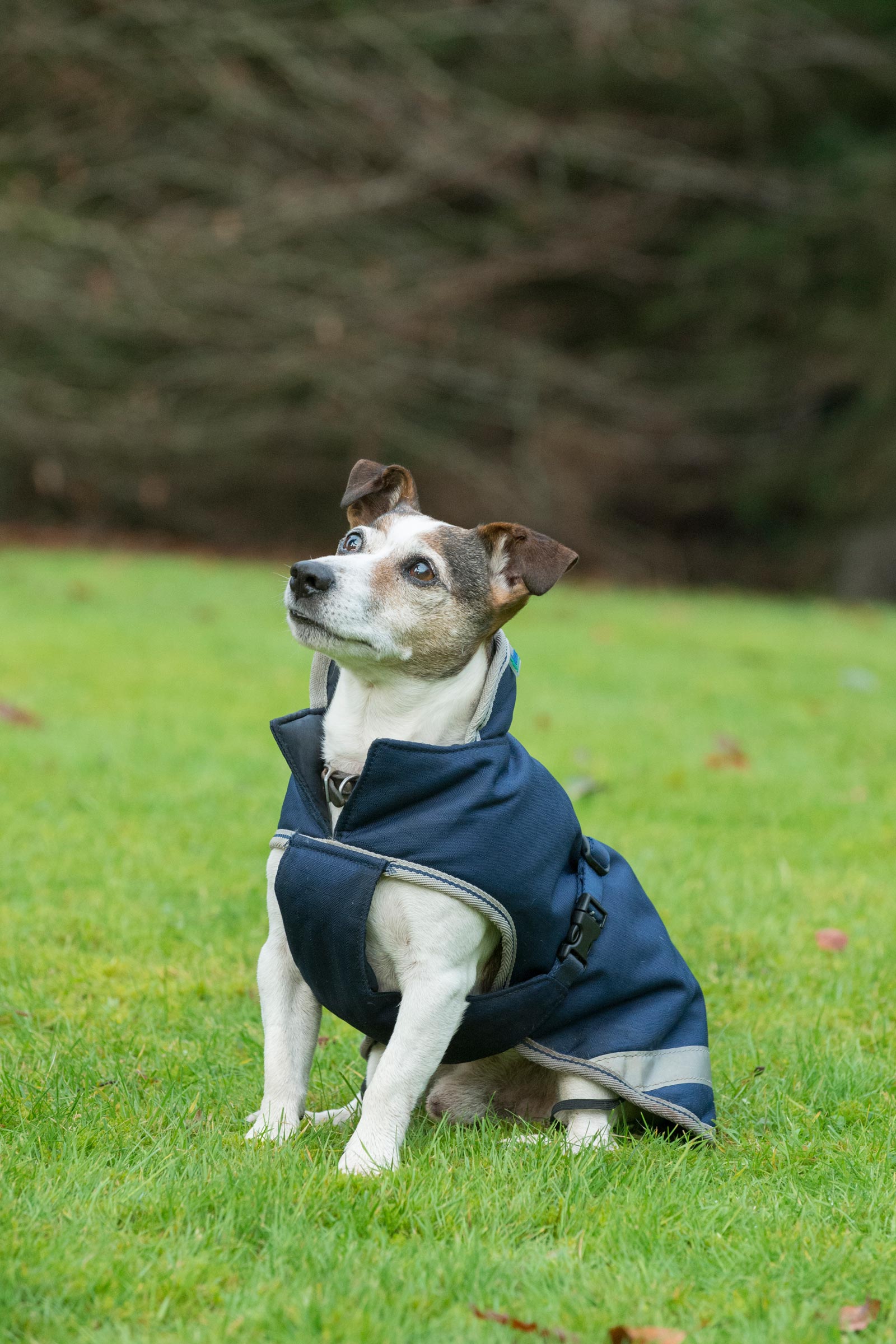 Bucas Freedom hundedækken, 50g (30-45 cm)