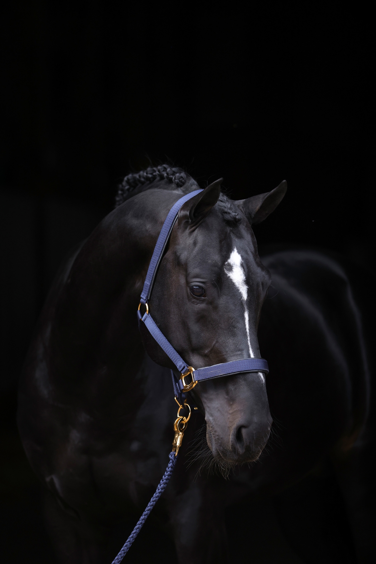 DB/AB Covalliero TopLine Halter